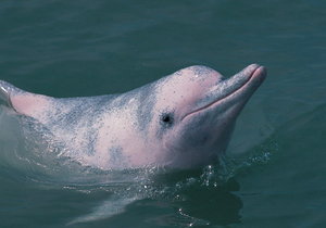 Iconic Pink Dolphin to Disappear - Gansbaai Daily News